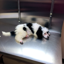 Charm relaxing at the vet