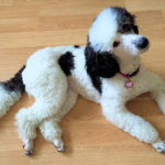 Moyen poodle parti colored