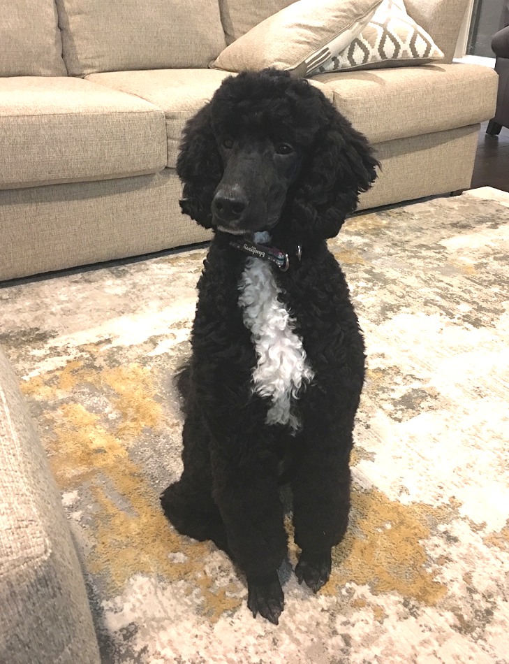 black abstract poodle