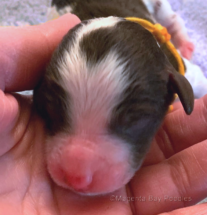 Newborn moyen poodle puppy