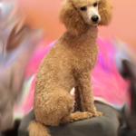 Apricot moyen poodle