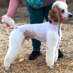 red and white parti moyen poodle