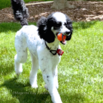 tri-color parti moyen poodle