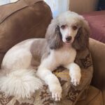 Cafe au lait parti moyen poodle