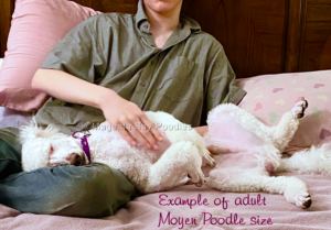 Man with white moyen poodle sleeping on his lap