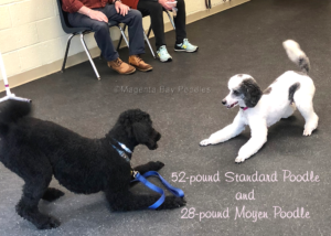 Standard poodle and moyen poodle playing