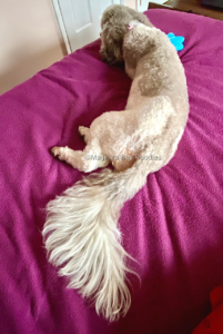 Undocked natural tail on a moyen poodle