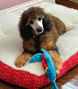 Sable moyen poodle