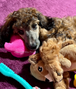 Sable moyen poodle